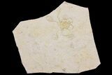 Floating Crinoid (Saccocoma) Fossil - Solnhofen Limestone #162495-1